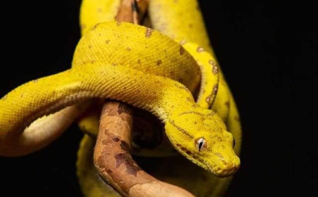 Pourquoi rêver de serpent jaune ?