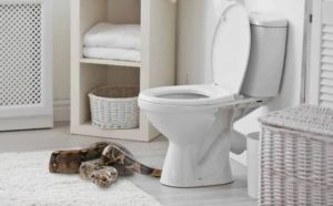 Pourquoi rêver de serpent dans la maison ?