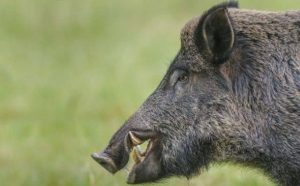 Pourquoi rêver de tuer un sanglier ?