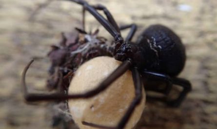 Pourquoi rêver de tuer une araignée noire ?