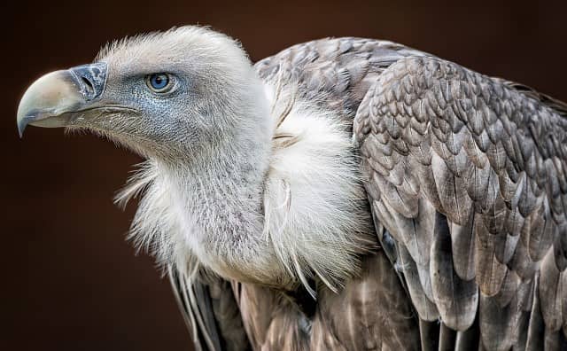 Pourquoi rêver de vautours ?