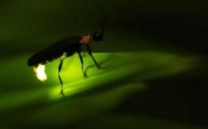 Pourquoi rêver de vers luisants ?