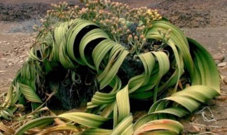 Pourquoi rêver de Welwitschia mirabilis ?
