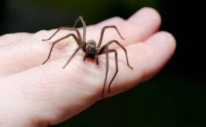 Pourquoi rêver qu'une araignée vous mord ?