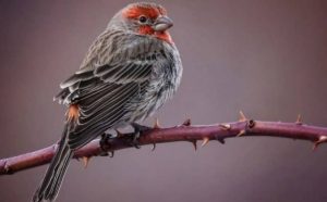 Pourquoi rêver d'être un oiseau ?