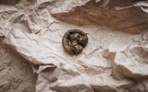 Pourquoi rêver d’excréments de chien et de chat ?