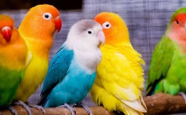 Rêver d’oiseaux colorés