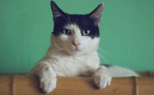 Pourquoi rêver d'un chat dans la maison ?