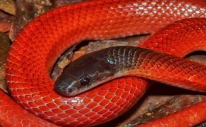 Pourquoi rêver d'un gros serpent rouge ?