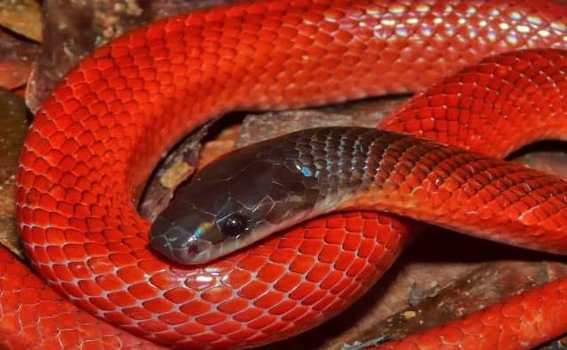 Pourquoi rêver d'un gros serpent rouge ?