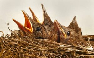 Pourquoi rêver d’un nid d’oiseau dans la maison ?
