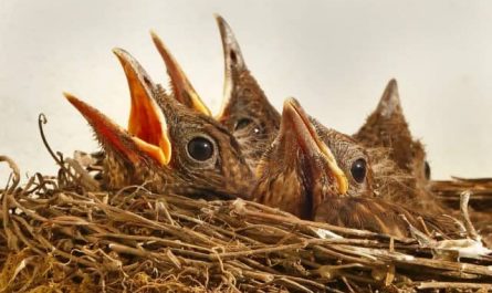 Pourquoi rêver d’un nid d’oiseau dans la maison ?