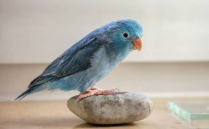 Pourquoi rêver de canari bleu ?
