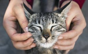 Pourquoi rêver de caresser un chat ?