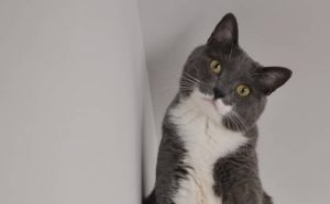 Pourquoi rêver de chat gris et blanc ?