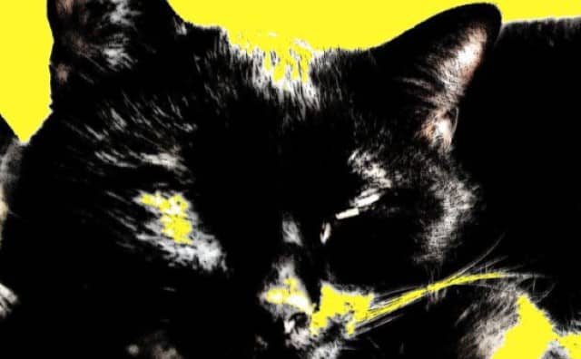 Pourquoi rêver de chat noir et jaune ?