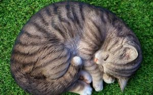 Pourquoi rêver de chat rayé ?