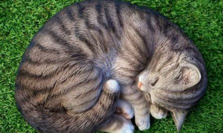 Pourquoi rêver de chat rayé ?