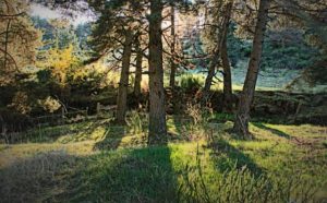 Pourquoi rêver de clairière ?