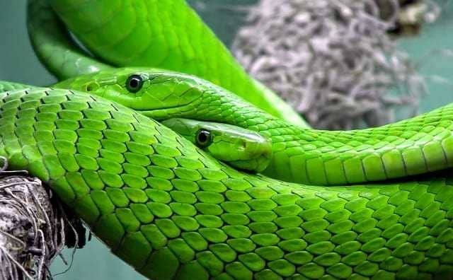 Rêver de gros serpent vert