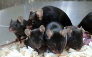 Pourquoi rêver de souris noires ?