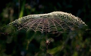 Pourquoi rêver de toile d'araignée ?