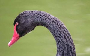 Pourquoi rêver de voir un cygne noir ?