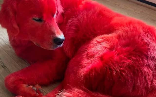 Rêver de chien rouge