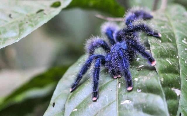 Rêver d’araignée bleue