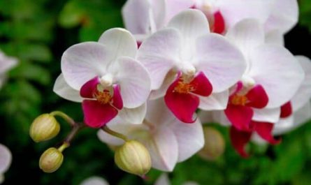 Pourquoi rêver d'orchidée en Islam ?