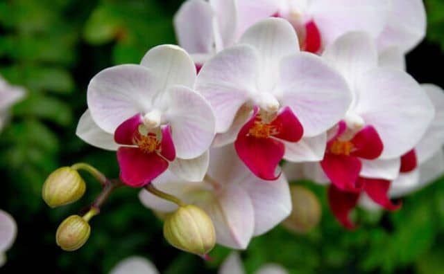 Rêver d’orchidée en Islam