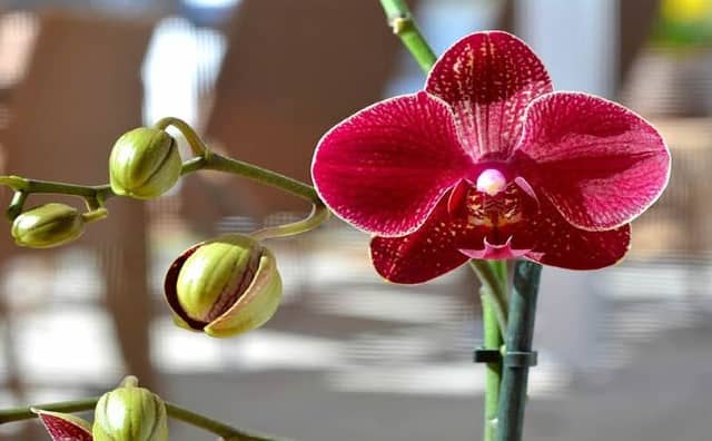 Rêver d’orchidée rouge