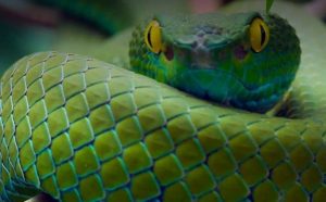 Pourquoi rêver d'un serpent ?