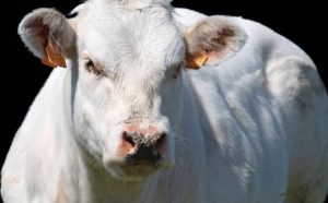 Pourquoi rêver d'un taureau de combat ?