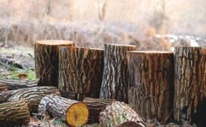Pourquoi rêver d'un tronc d'arbre ?