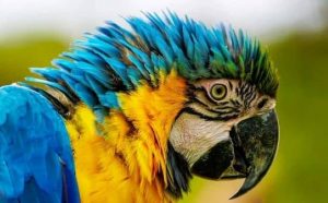 Pourquoi rêver de ara ?