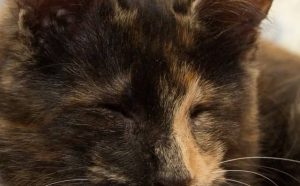 Pourquoi rêver de chat aveugle ?