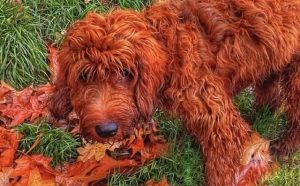 Pourquoi rêver de chien orange ?