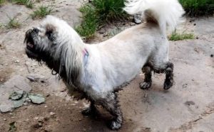 Pourquoi rêver de chien sale ?