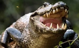 Pourquoi rêver de crocodile qui me court après ?