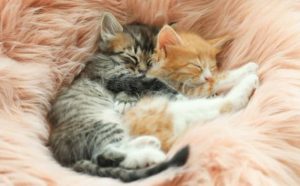 Pourquoi rêver de fourrure de chat ?