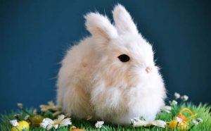 Pourquoi rêver de fourrure de lapin ?