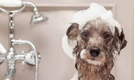 Pourquoi rêver de laver un chien ?