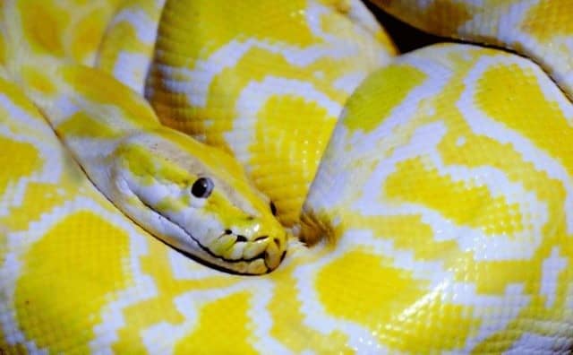 Pourquoi rêver d'un serpent blanc et jaune ?