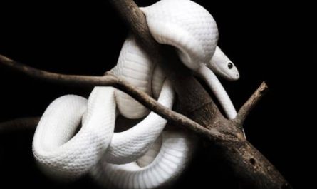 Pourquoi rêver de serpent blanc ?