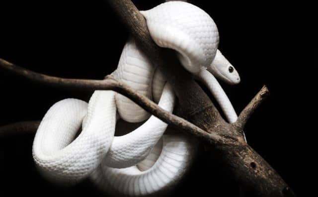 Pourquoi rêver de serpent blanc ?