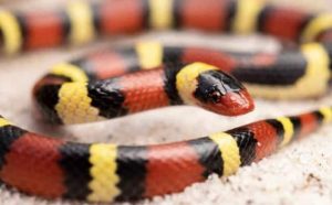 Pourquoi rêver de serpent corail ?