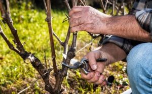 Pourquoi rêver de tailler un arbre ?