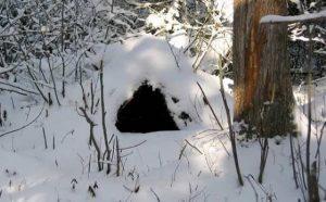 Pourquoi rêver de tanière ?