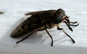 Pourquoi rêver de taon ?